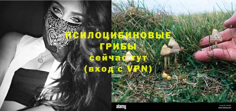 гидра сайт  Татарск  Галлюциногенные грибы Psilocybe 